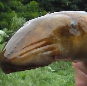 Meet your Posher, James